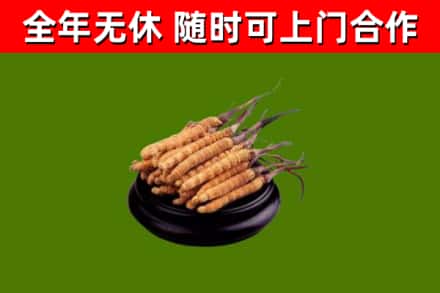 荔湾回收冬虫夏草