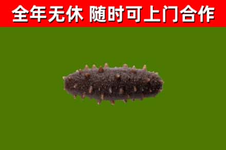 荔湾回收海参干